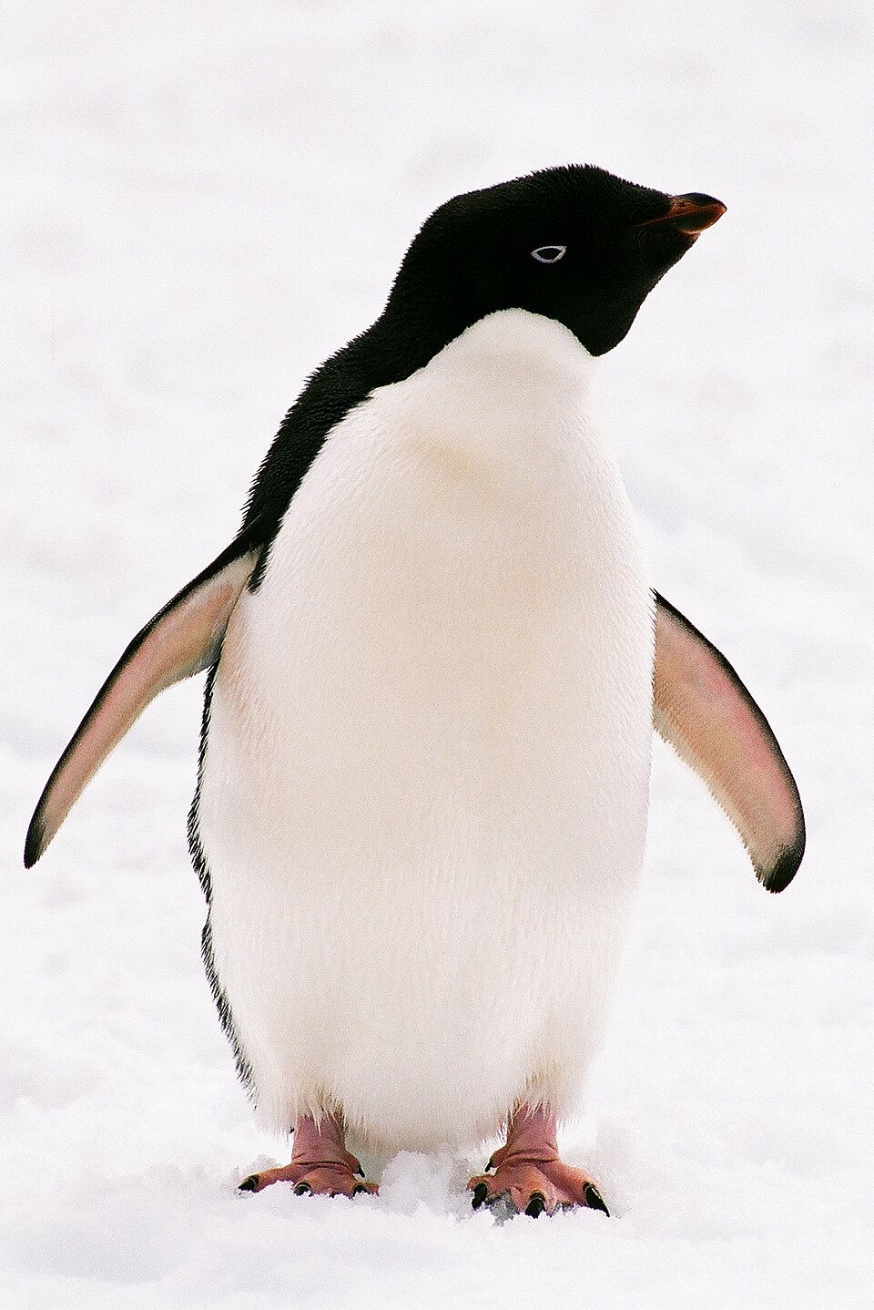 Adelie penguin
