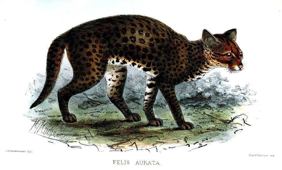 African golden cat