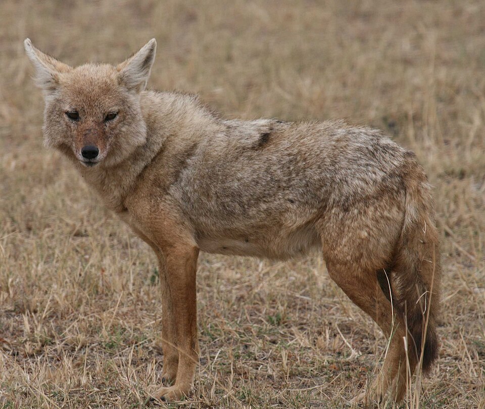 African golden wolf