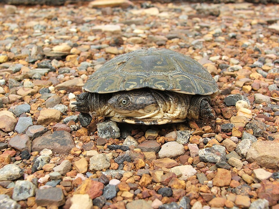 African helmeted turtle