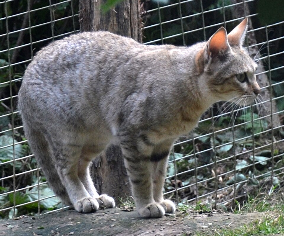 African wildcat