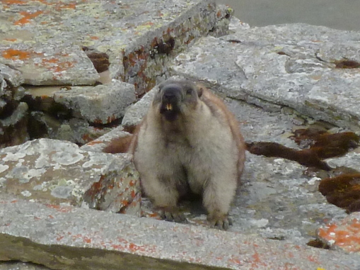 Alaska marmot