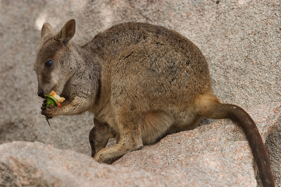 Allied rock-wallaby