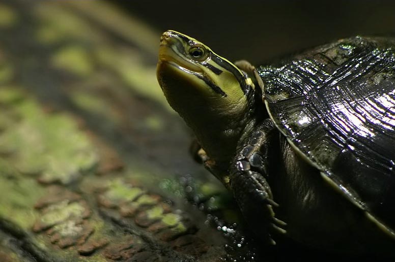 Amboina box turtle