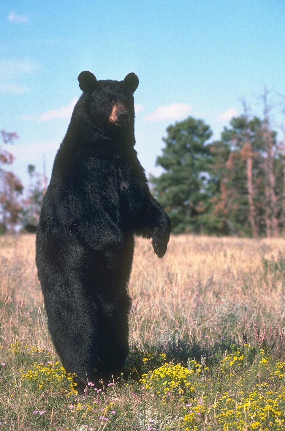 American black bear