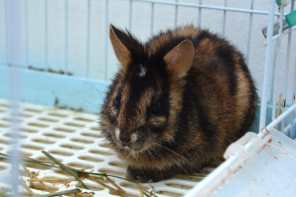 Annamite striped rabbit