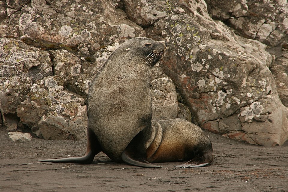 Antarctic fur seal