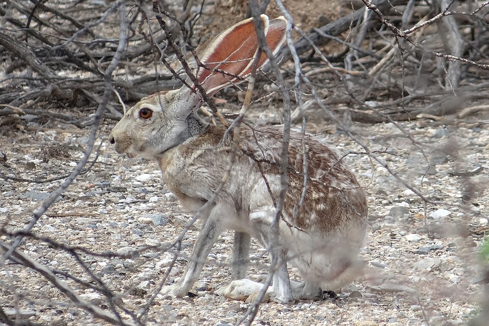 antelope jackrabbit