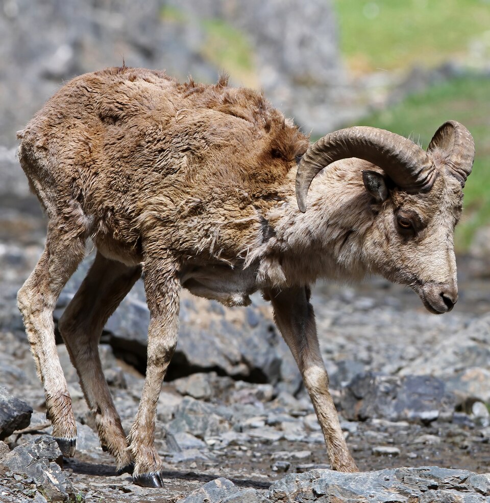 Argali