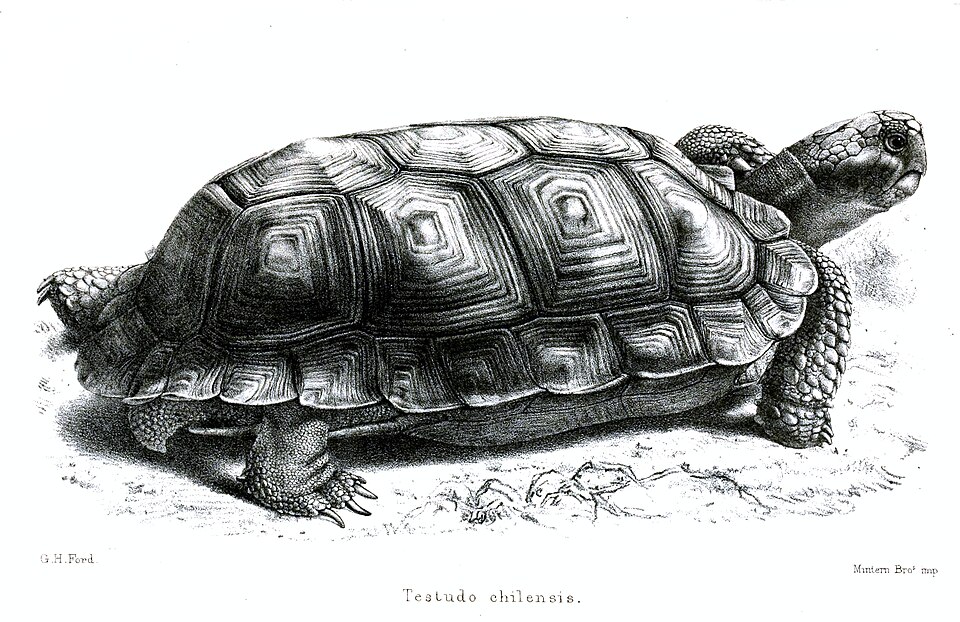 Argentine tortoise