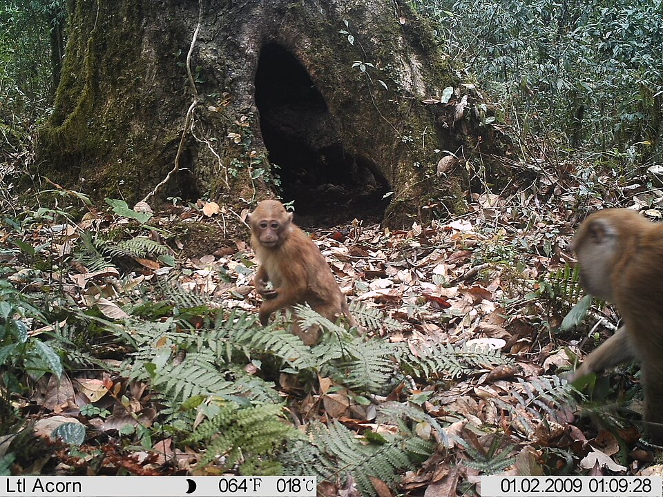 Arunachal macaque