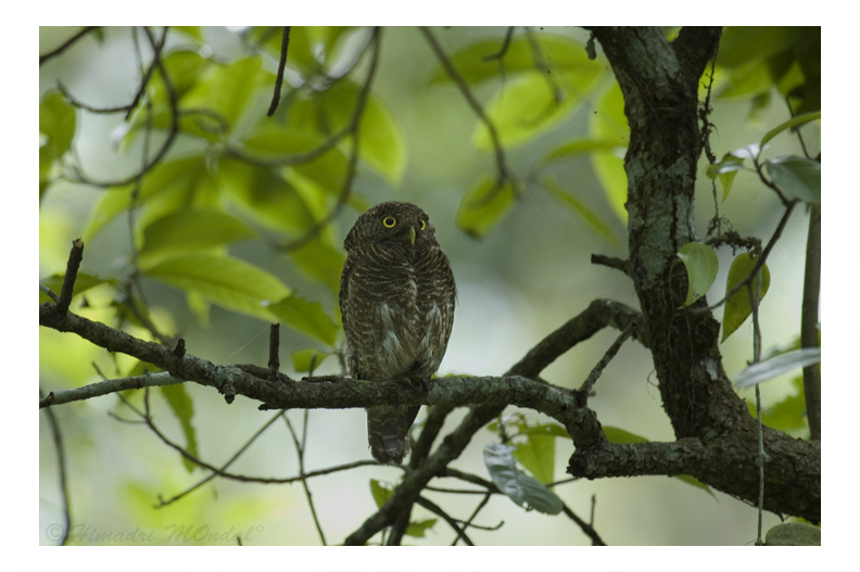 Asian Barred Owlet