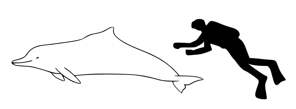 Atlantic humpback dolphin