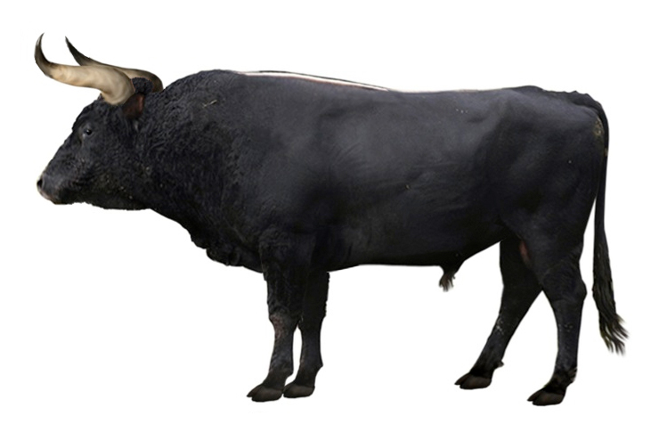 aurochs