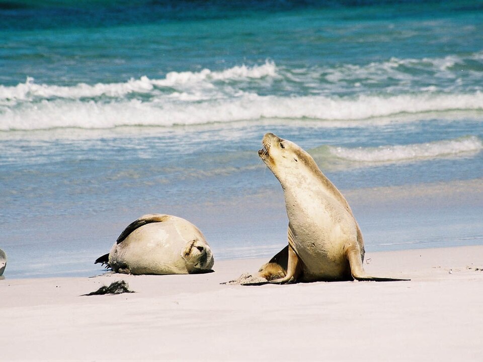 Australian sea lion