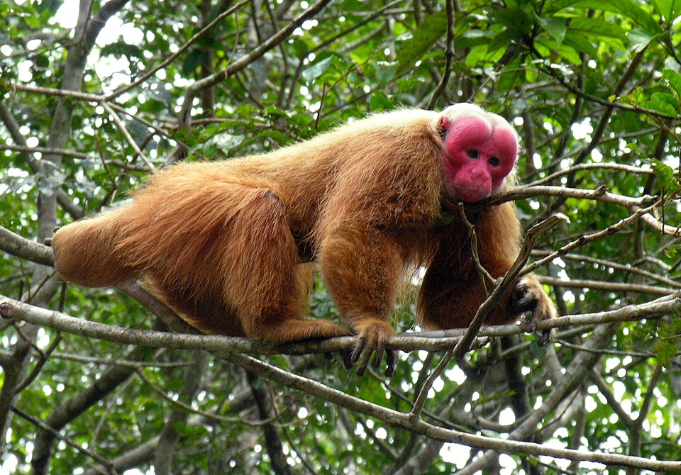 Bald uakari