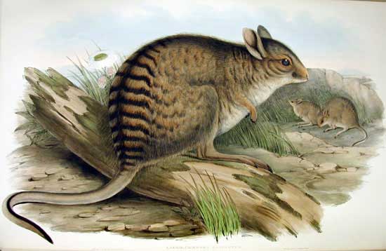 Banded hare-wallaby