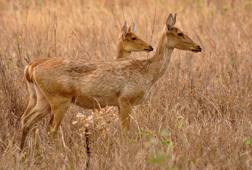 barasingha