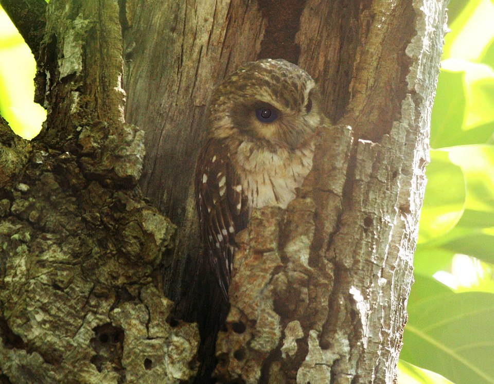 Bare-legged Owl