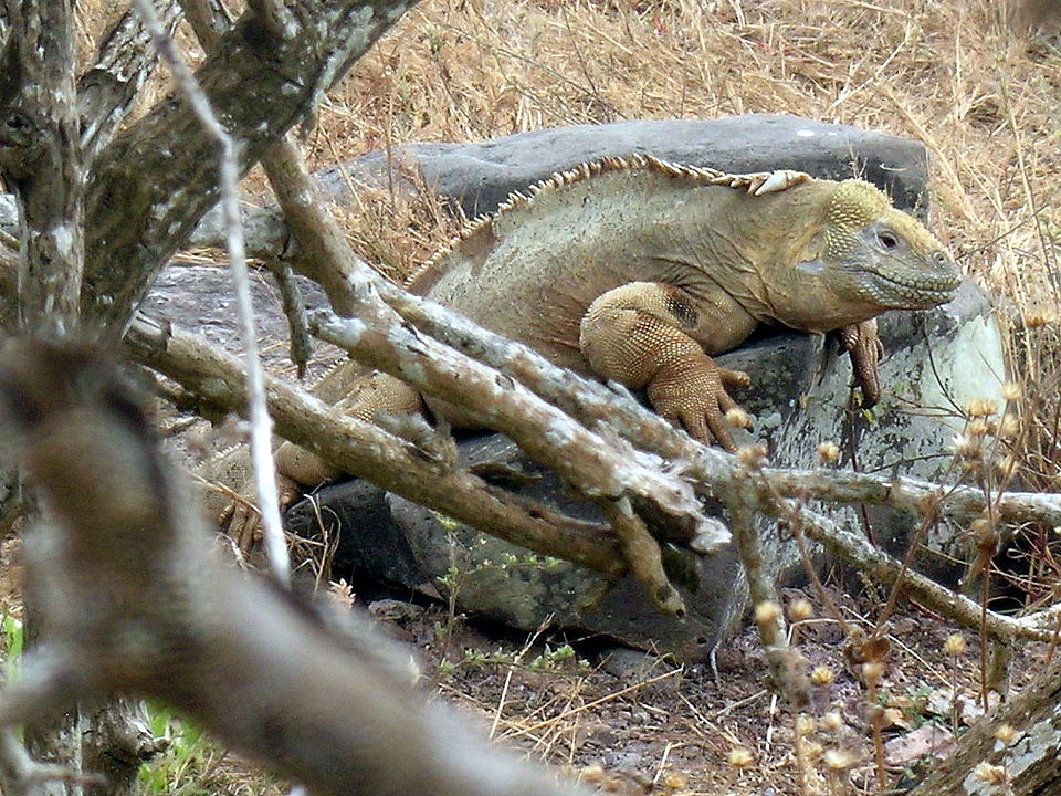 Barrington Land Iguana