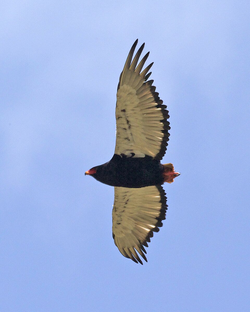 Bateleur