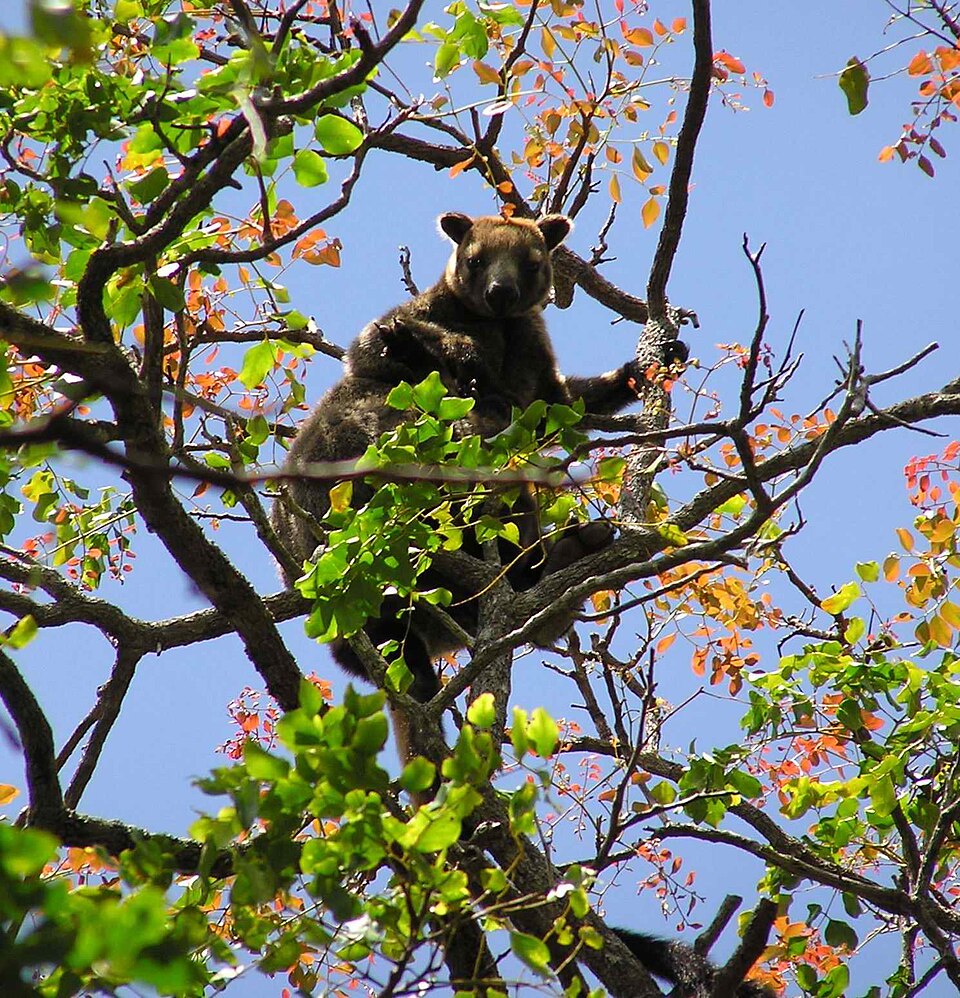 Bennett's tree-kangaroo