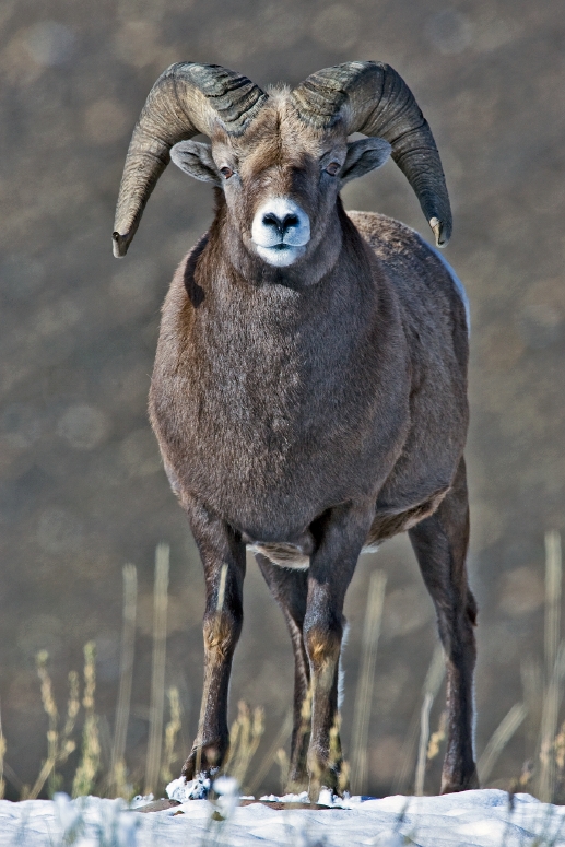 bighorn sheep