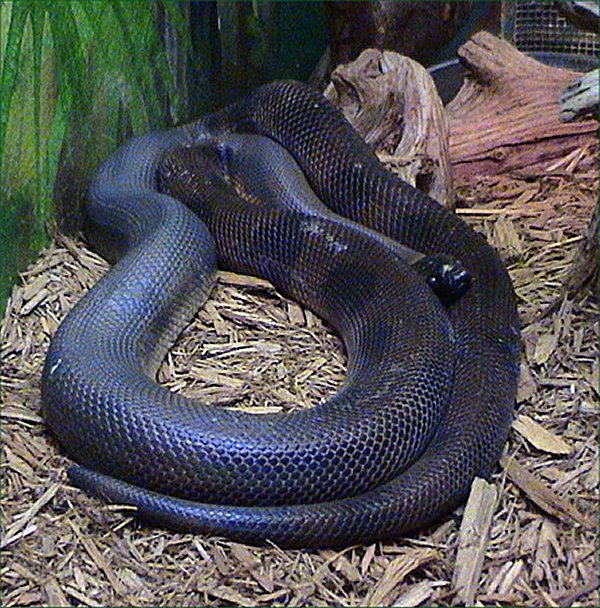 Bismarck ringed python