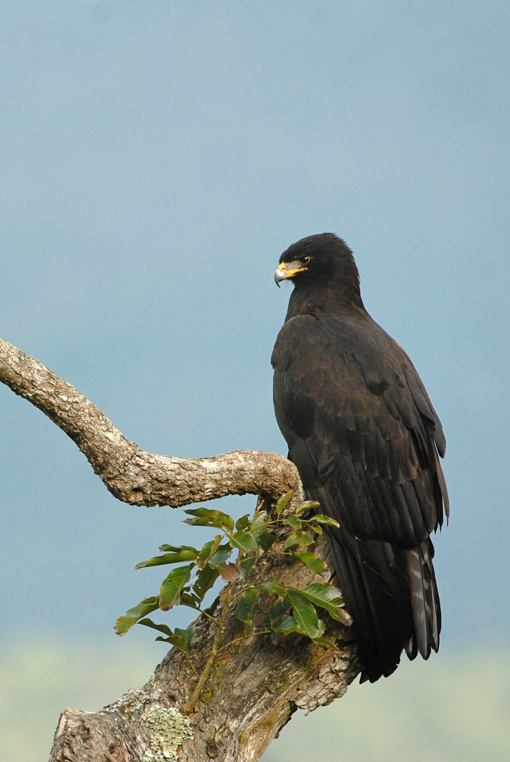 Black Eagle