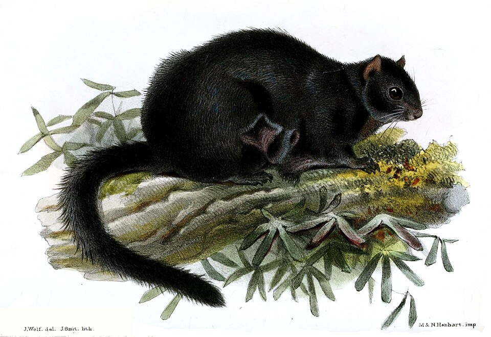 Black flying squirrel