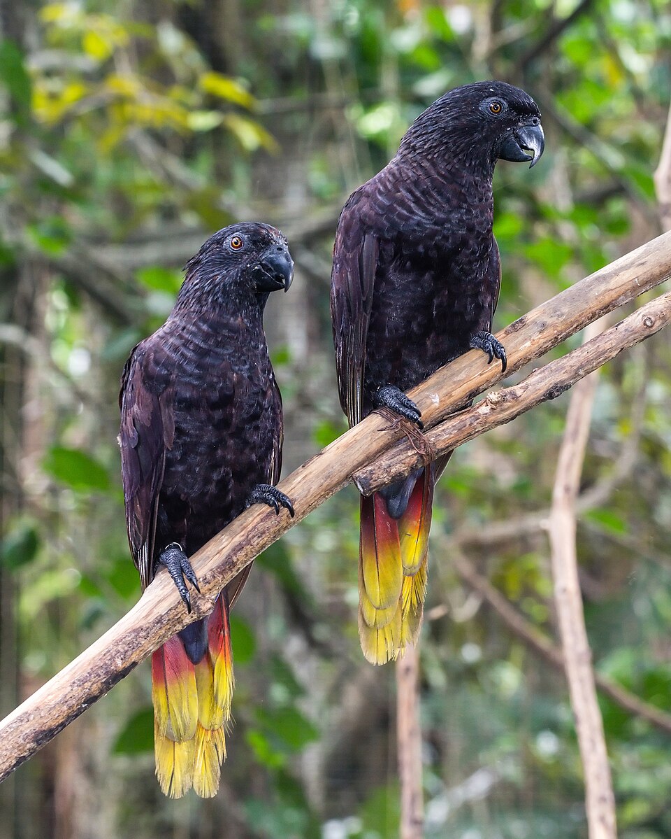 Black Lory
