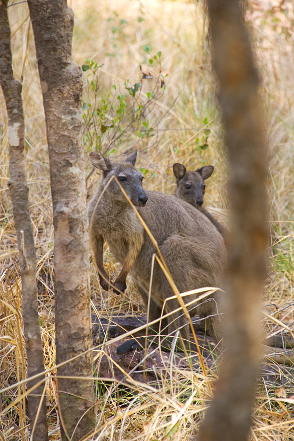 Black wallaroo