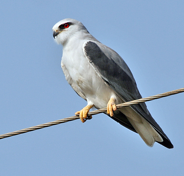 black-winged kite