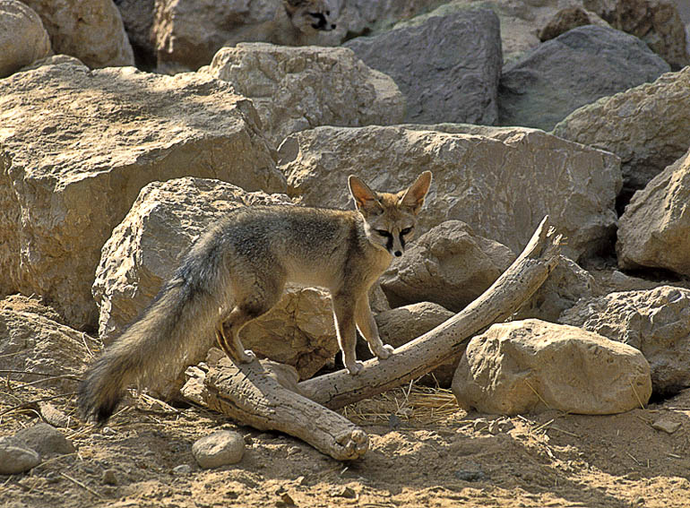 Blanford's fox
