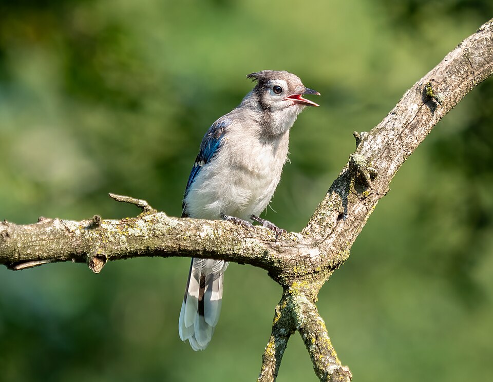Blue Jay