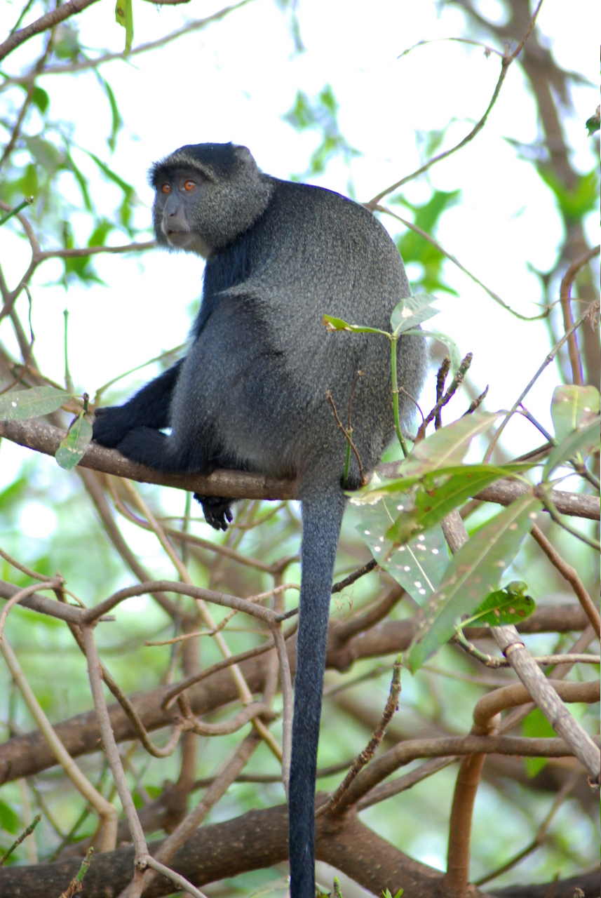 blue monkey