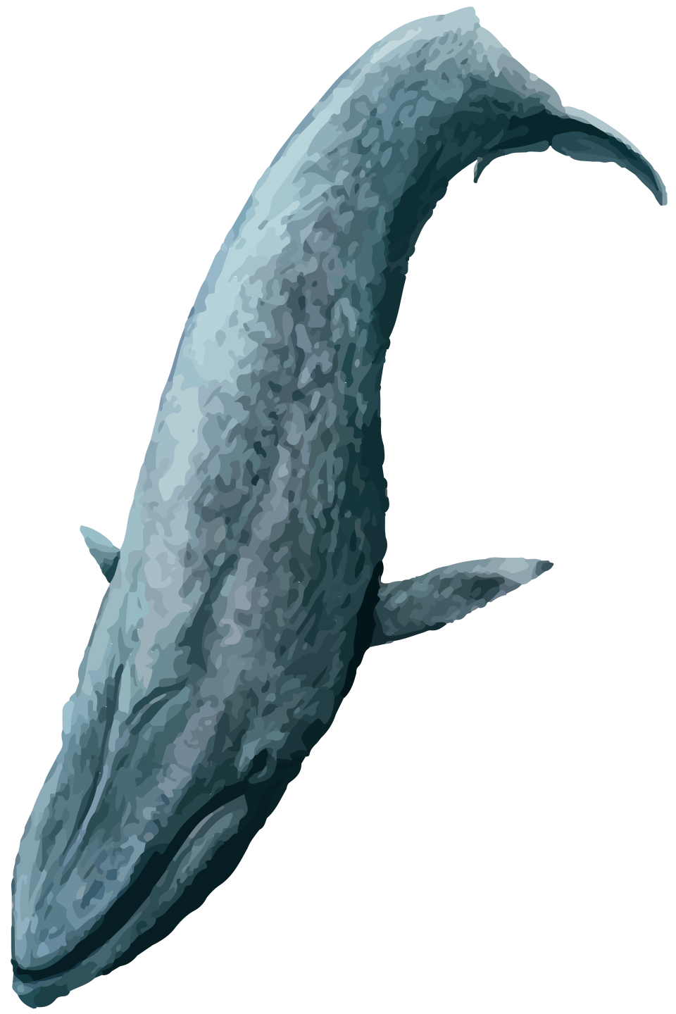 Blue whale