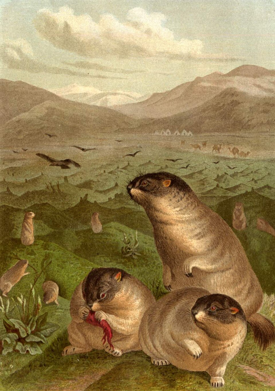 bobak marmot