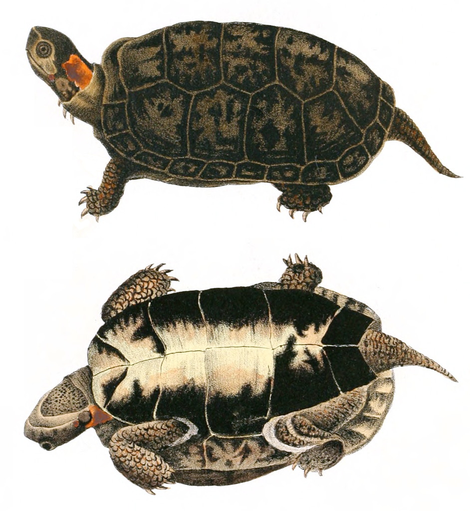 Bog turtle