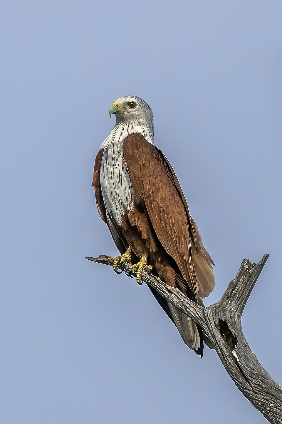 Brahminy Kite