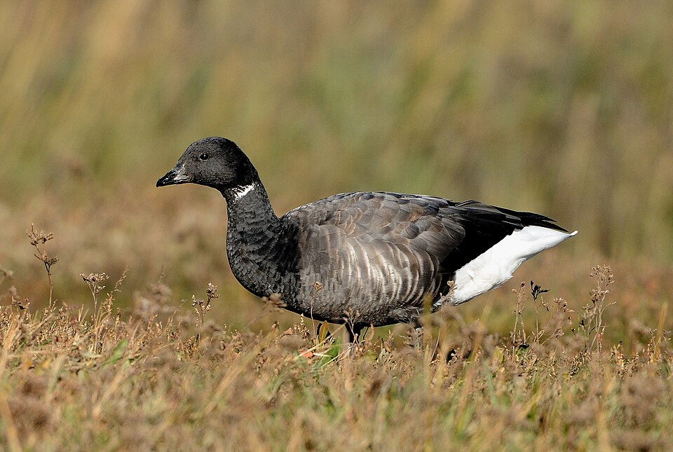 Brant Goose