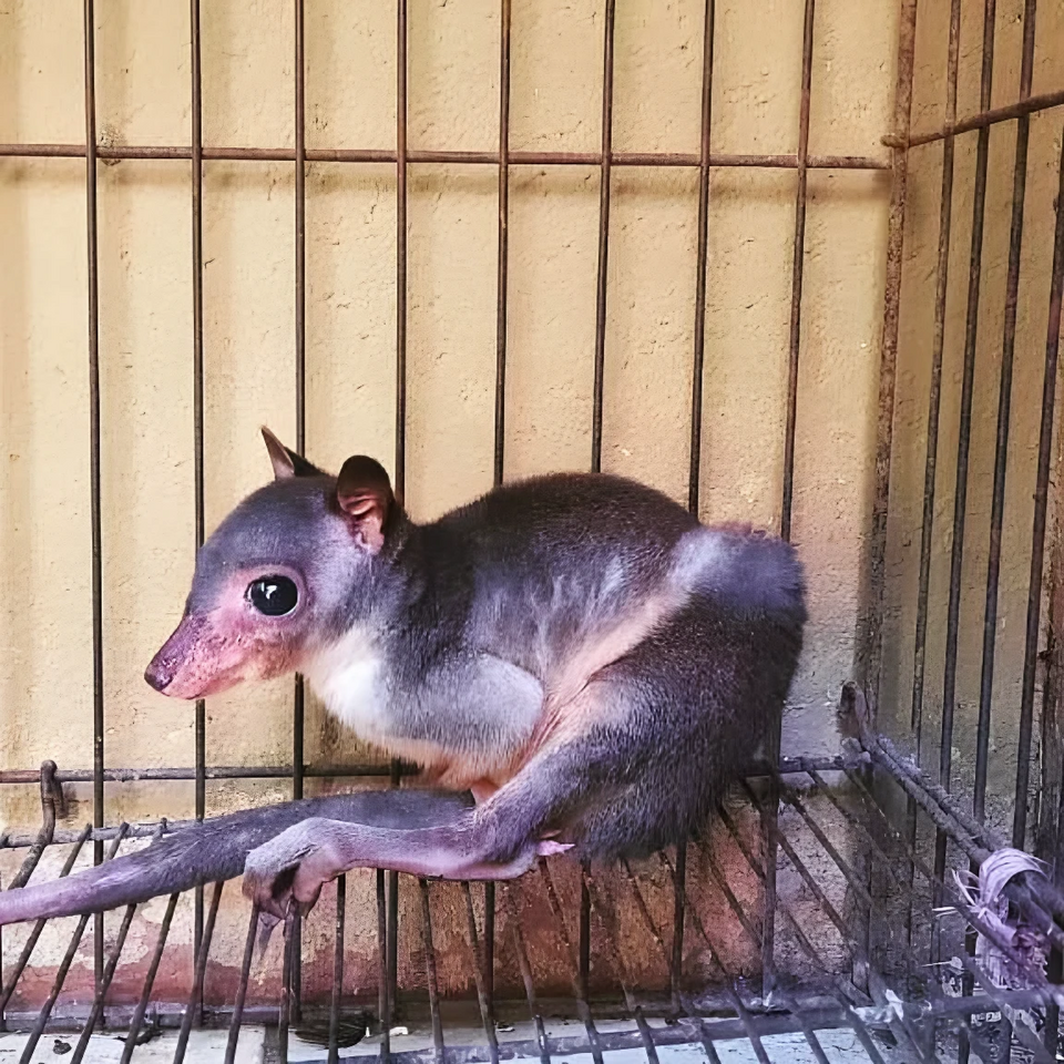 Brown dorcopsis