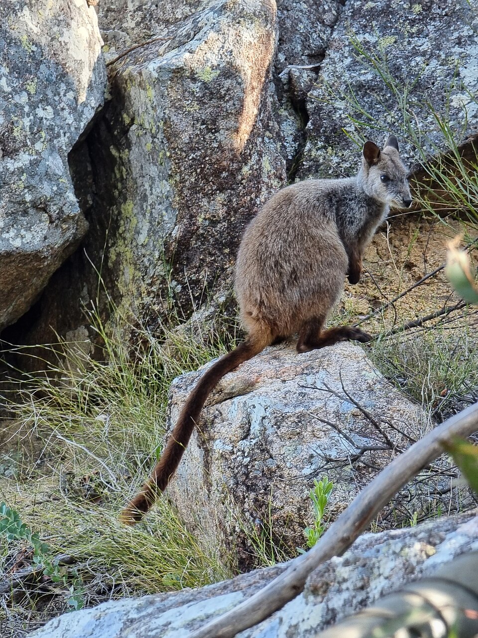 Brush-tailed rock-wallaby
