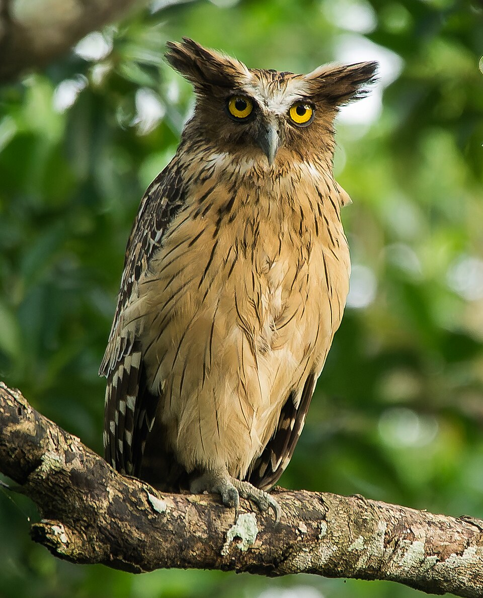 Buffy Fish Owl