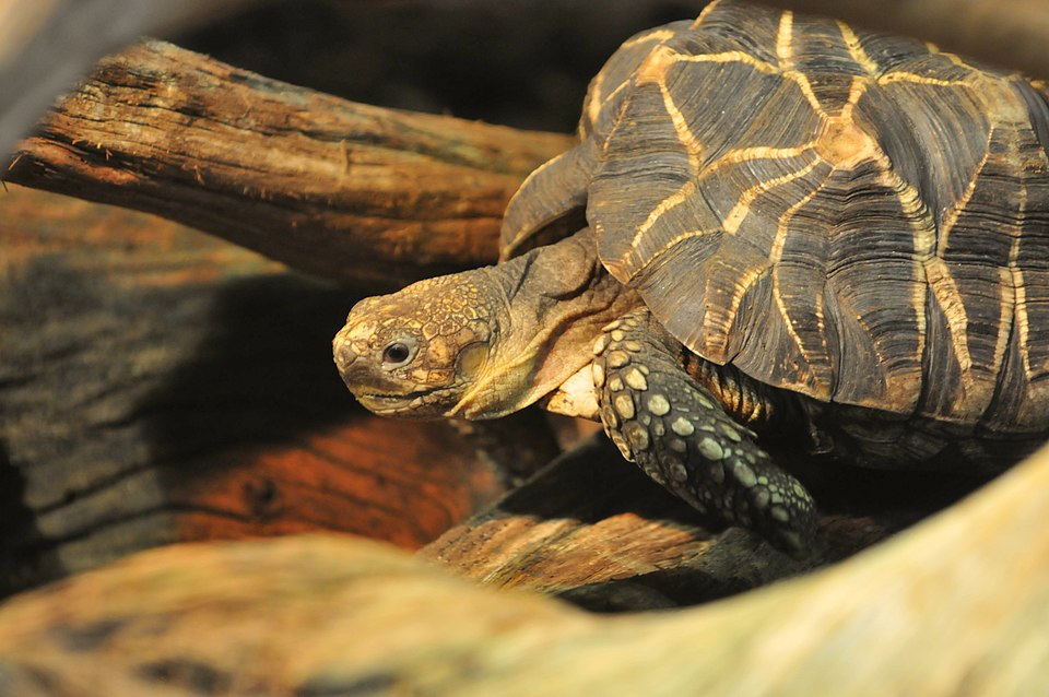 Burmese star tortoise