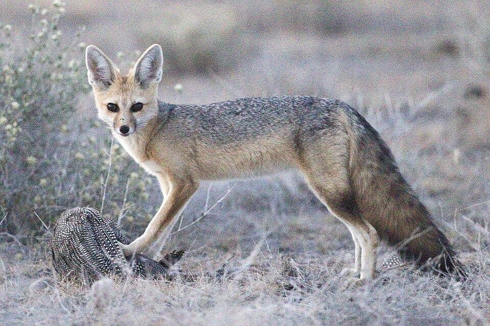 Cape fox