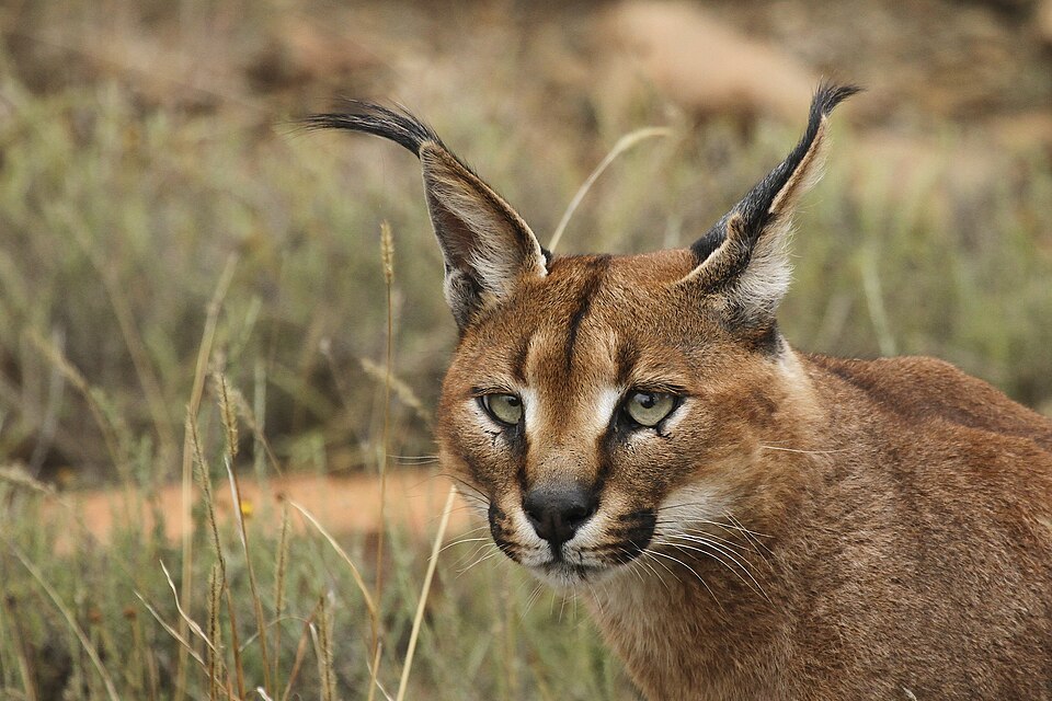caracal