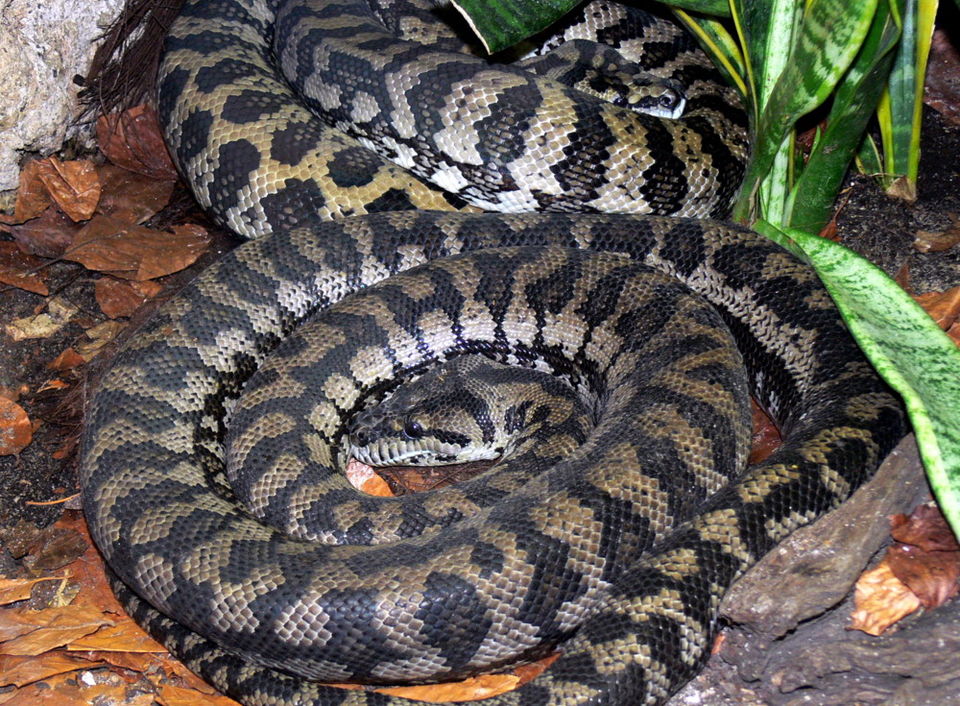 carpet python