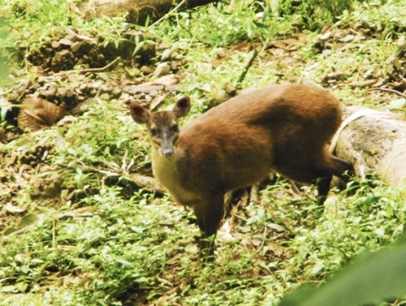Central American red brocket