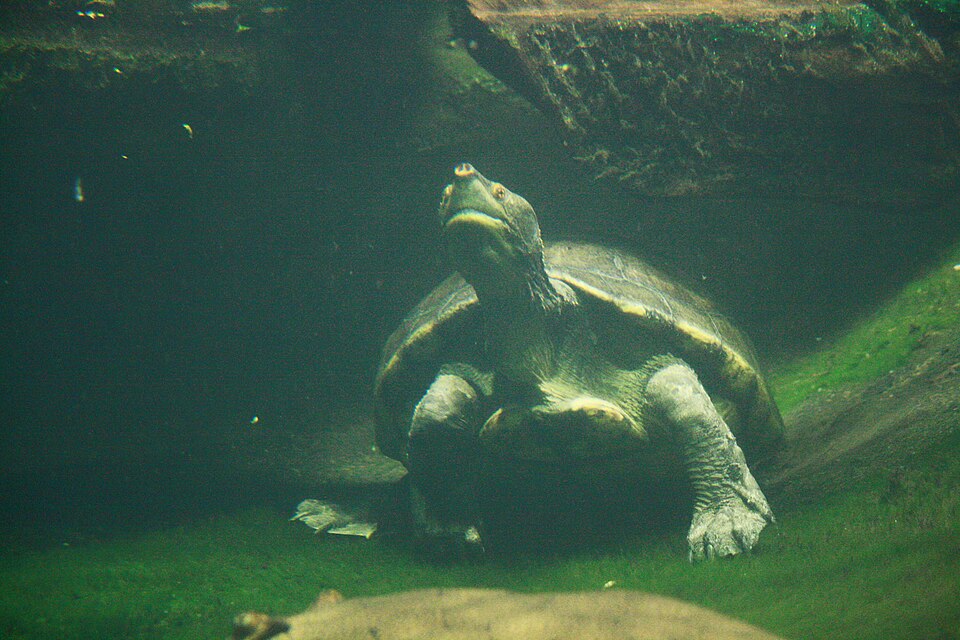 Central American river turtle